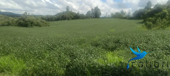Oportunidade Agrícola ou pecuária em Mandirituba com 9,00 Alqueires