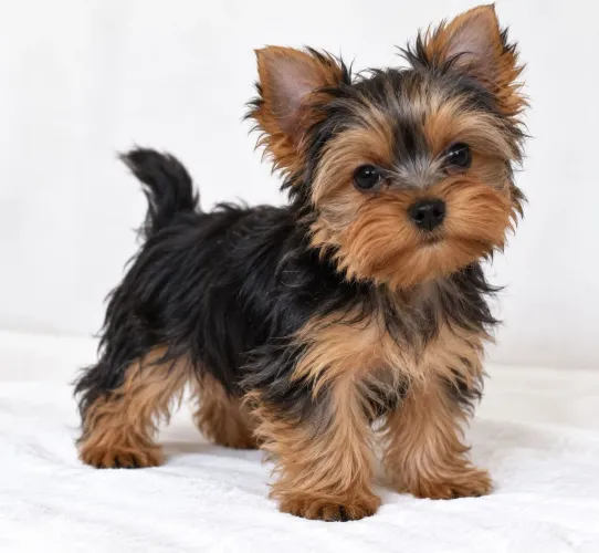 Lindo Yorkshire Macho mini
