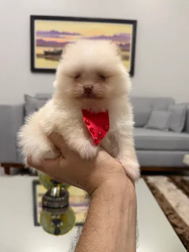 Lulu da Pomerania (Spitz alemão) macho e fêmea