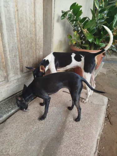 Casal de Pincher