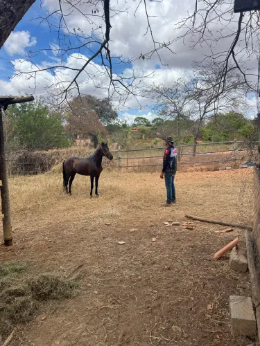 Garanhão marcha picada mangalarga 