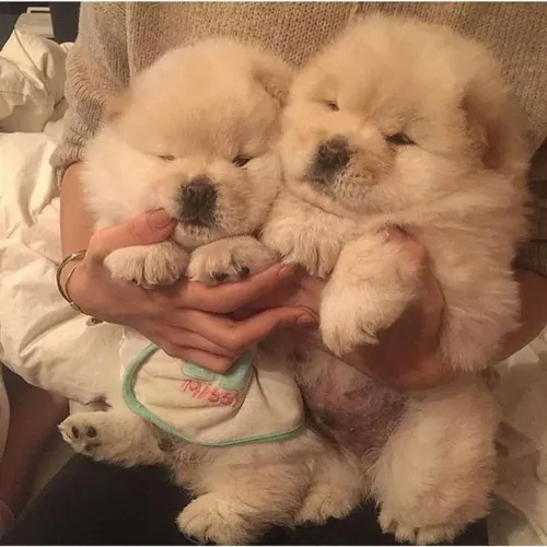 Chow Chow Seu coração pode encontrar um novo lar nesse encontro