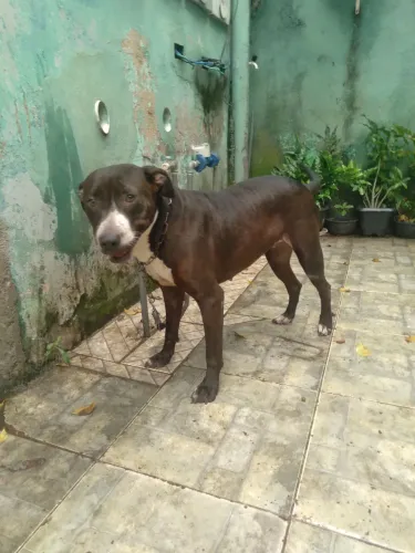 Pit bull 