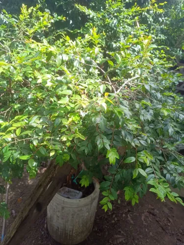 Lote bairro Eldorado