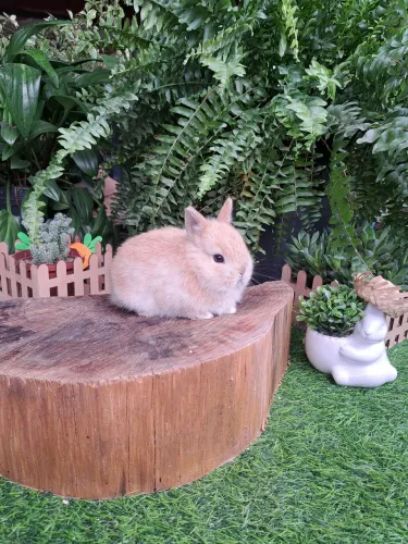 mini Coelhos (ENTREGO)