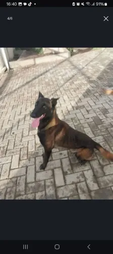 Filhotes de pastor belga malinoa 