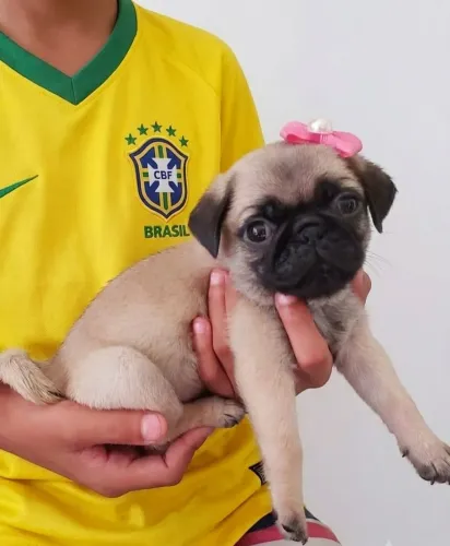 Filhote de Pug