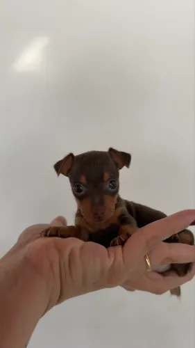 Pinscher fêmea  00