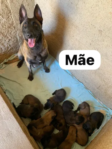 Pastor Belga Malinois