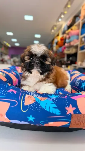 FILHOTE SHIH TZU MINI MACHO 