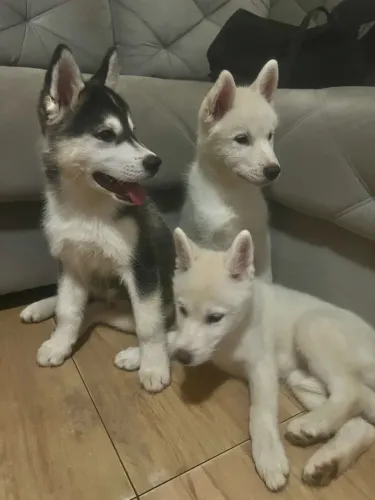 Lindos filhotes de husky siberiano