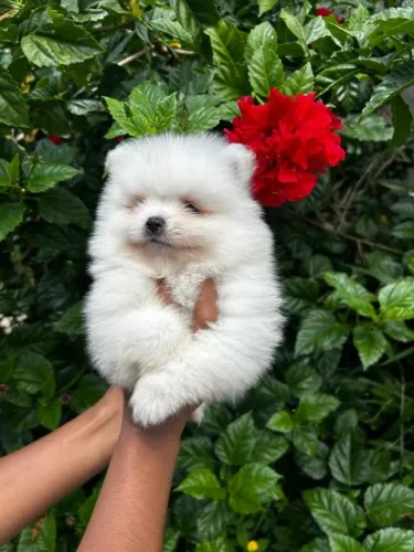 Spitz Alemão e Lulu da Pomerânia