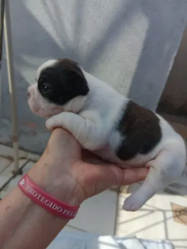 Bulldog francês 