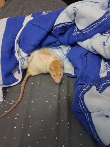 Doação de Ratos Twister (2 machos, não podem ser separados)