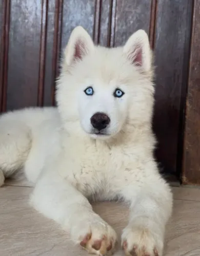 Lealdade, inteligência e muita diversão em um só cão.