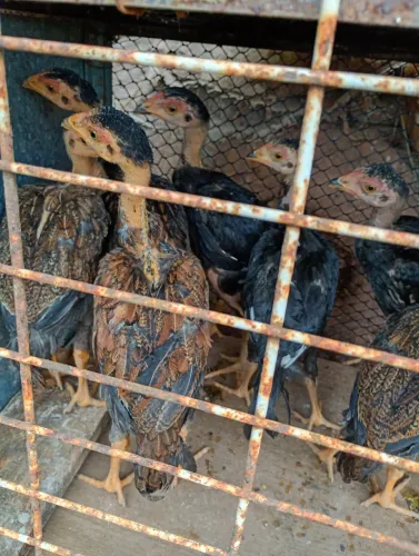 Franguinhos índios novos barato