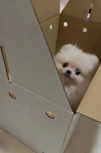  Lulu da Pomerania fofura para seu arraial