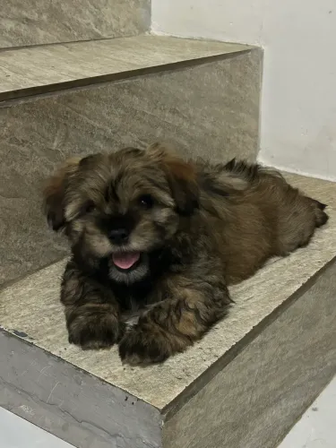 Filhote de Lhasa Apso Macho $550,00
