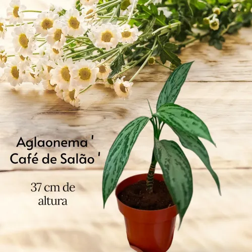 Essa Planta é Conhecida por Sua Folhagem Linda, Atraente e Exuberante.. 