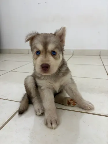 Husky siberiano