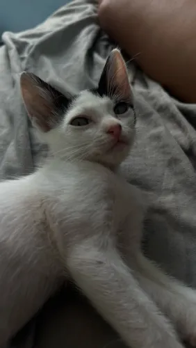 Gatinhos para adoção