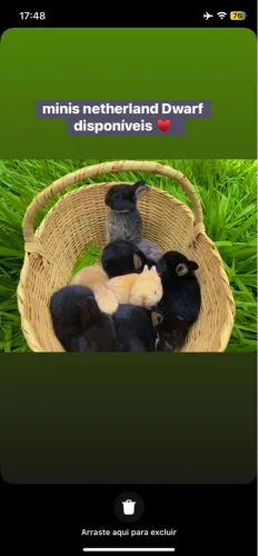mini coelhos netherlands Dwarf Show disponíveis 
