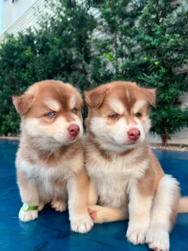 HUSKYS SIBERIANOS PUROS