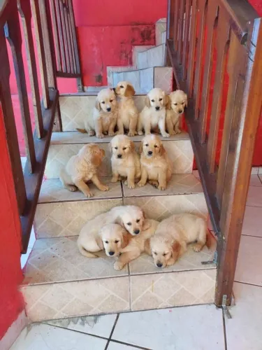 Golden retriever pedigree puros machos e fêmeas barato