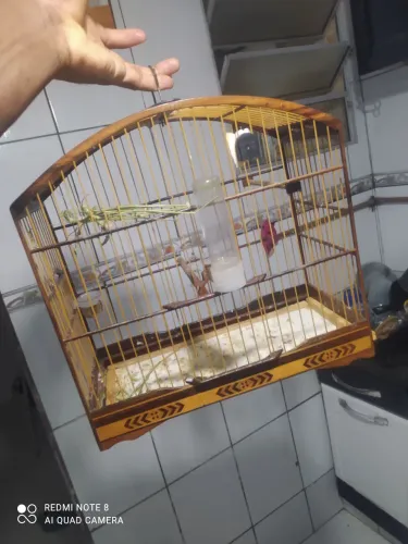 Vendo gaiola