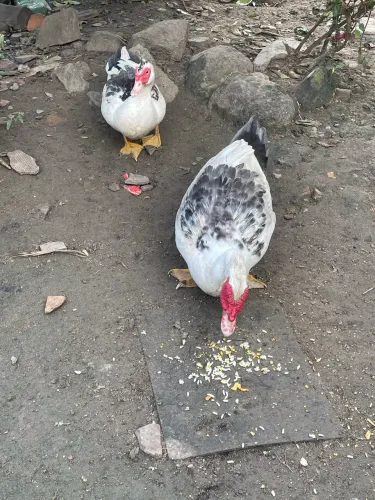 Pato