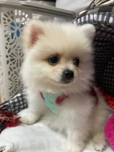 Spitz Alemão adorável