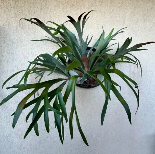 Chifre-de-Veado Montado - Ornamental e Colecionável