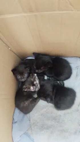 Lindas bebês para doação