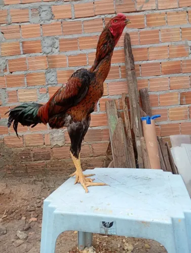 Galo índio gigante