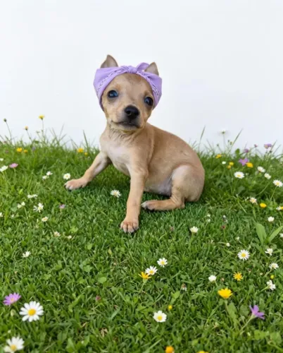 Pinscher Zero Encantador Pequeno no Tamanho, Gigante no Carinho!