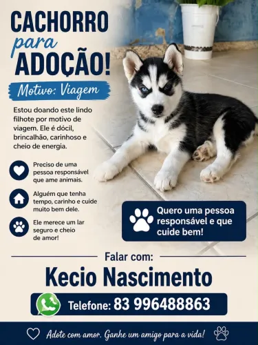 Filhote para adoção