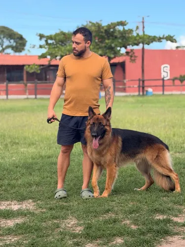 Filhotes de Pastor Alemão Capa Preta - Pelagem Dupla - Excelente Linhagem