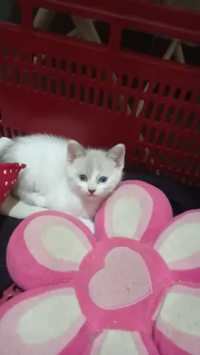 Adoção responsável Gatos
