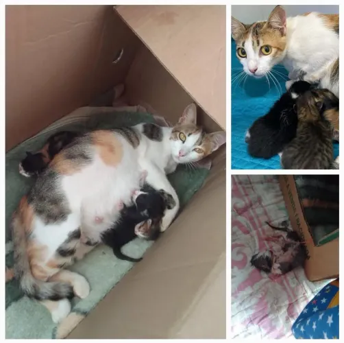 Gatos para adoação