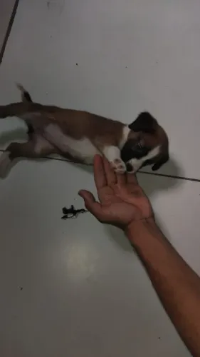 Cachorra