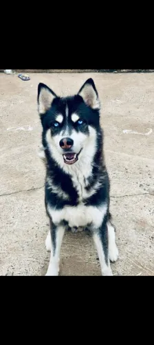 Doação de husky siberiano