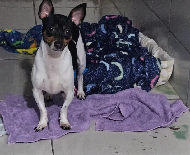 Doa-se cachorro pinscher n.1