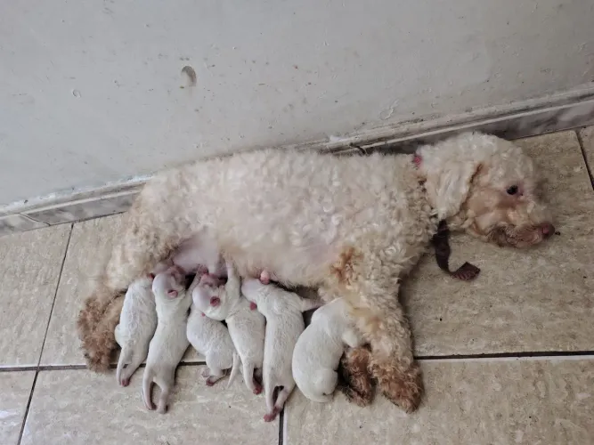 Filhote poodle