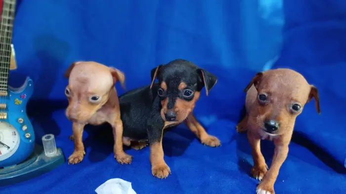 Pinscher N 1
