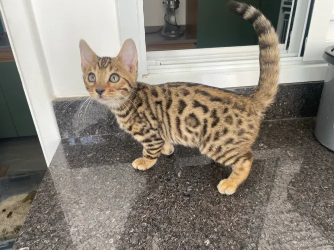 Filhote Gato da Raça Bengal