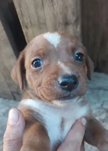 Filhote de Basset dachshund Macho bicolor