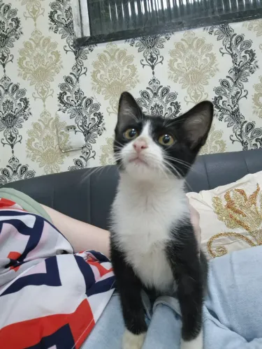 GATO FILHOTE 4 MESES PARA ADOÇÃO RESPONSÁVEL