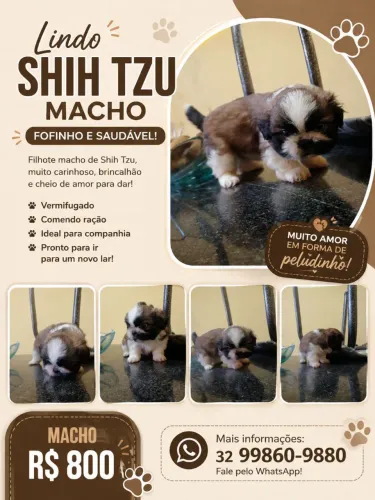 Shit tzu