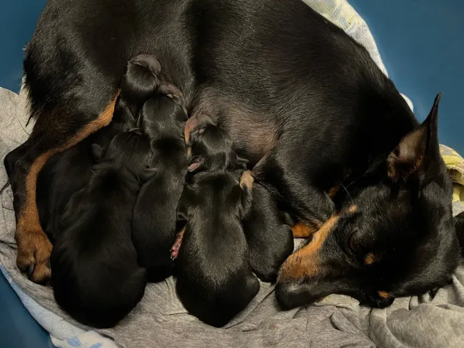 Ninhada de Pinscher