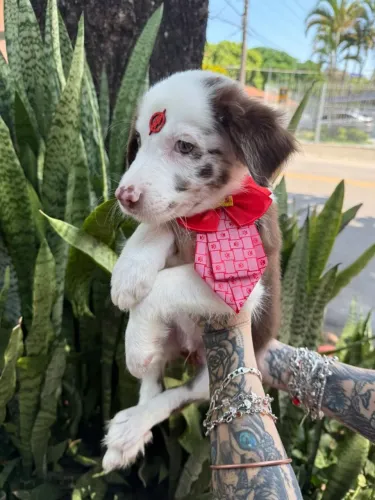 Border Collie filhotes machos pronta entrega